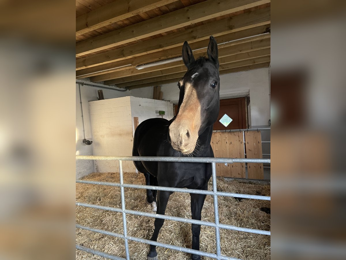 Hannoveraner Stute 6 Jahre 162 cm Dunkelbrauner in Rees