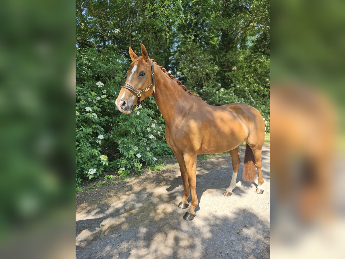 Hannoveraner Stute 6 Jahre 162 cm Fuchs in Wiesloch