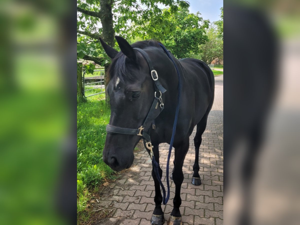 Hannoveraner Stute 6 Jahre 163 cm Rappe in B&#xFC;tzow