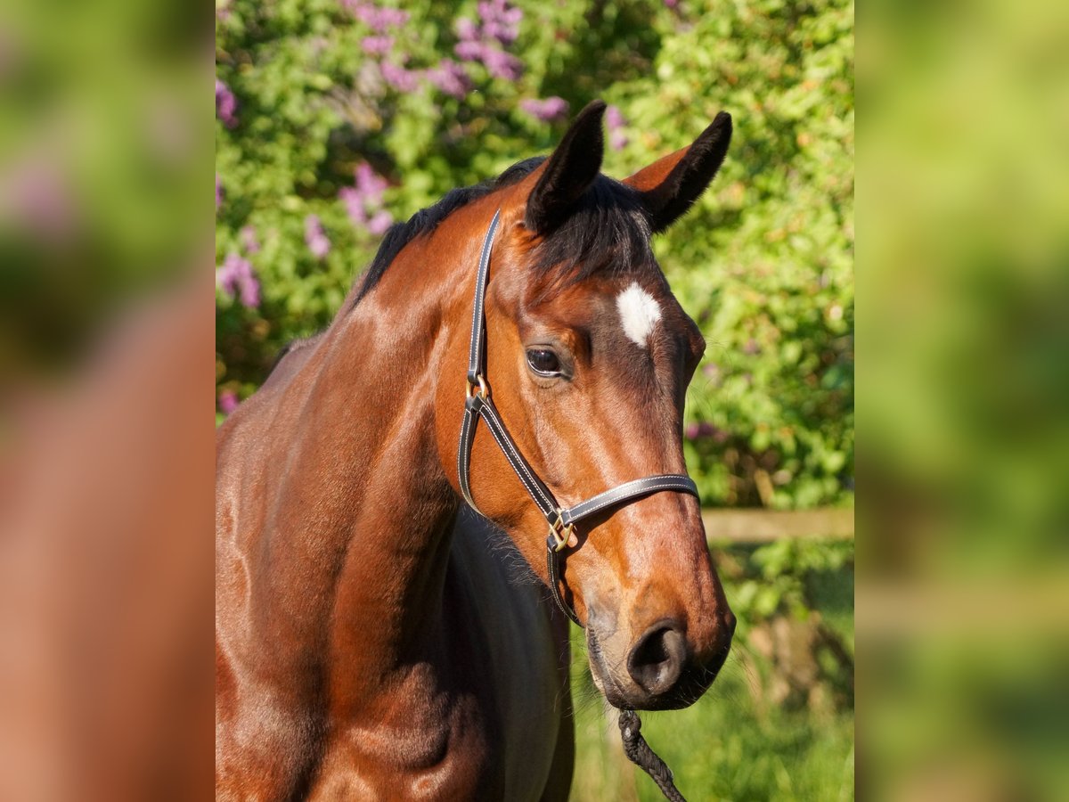 Hannoveraner Stute 6 Jahre 165 cm Brauner in Selm