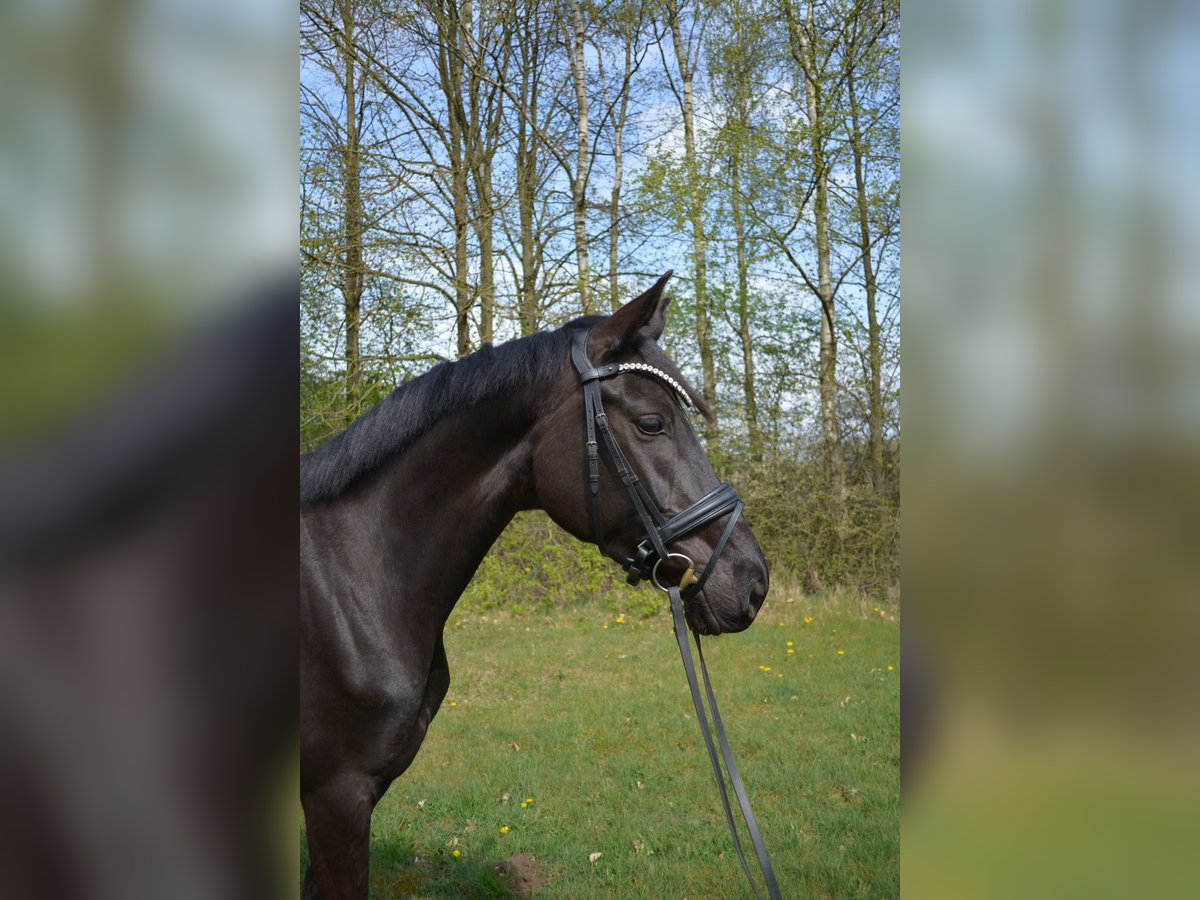 Hannoveraner Stute 6 Jahre 166 cm Rappe in Dierstorf