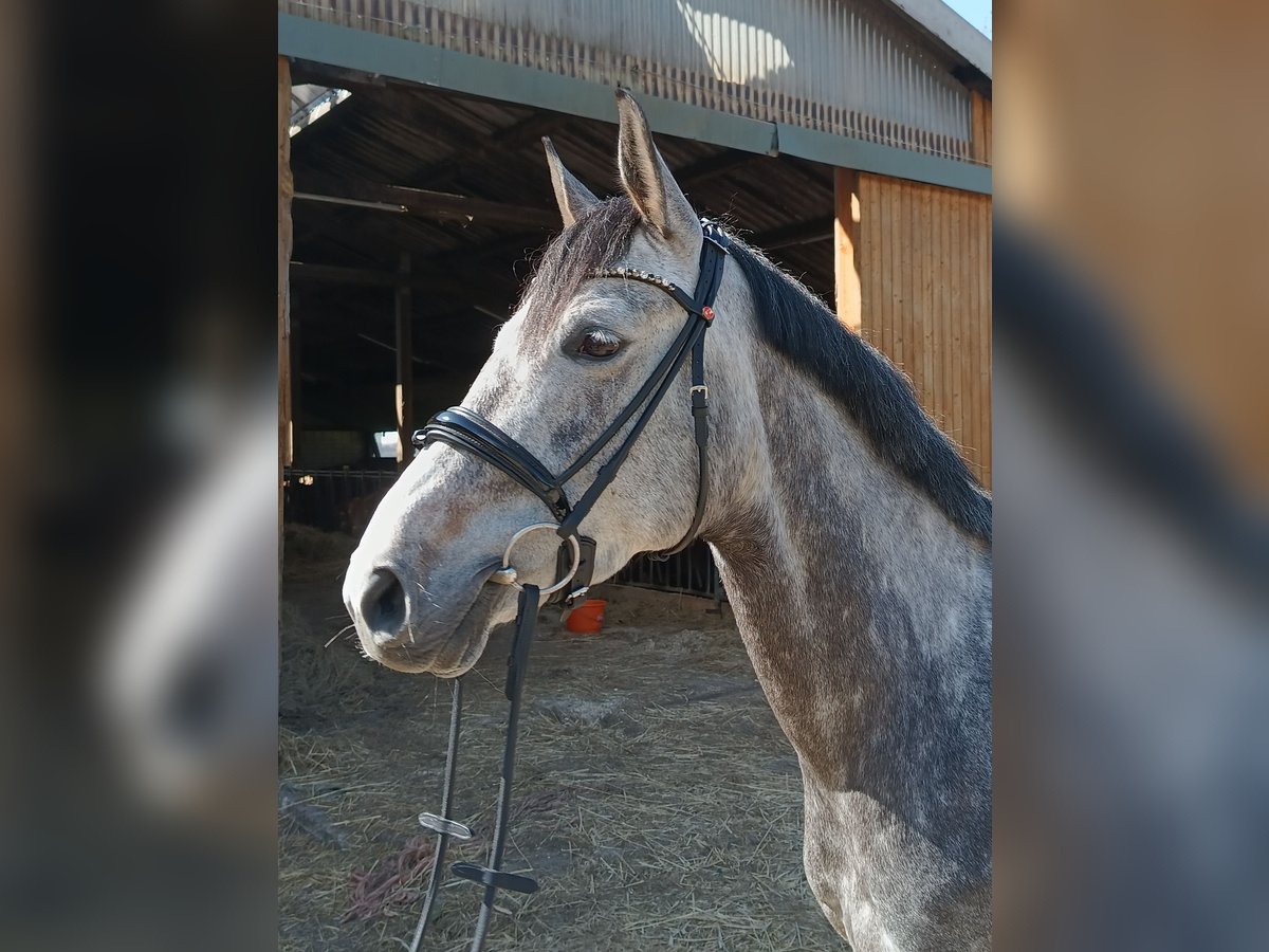 Hannoveraner Stute 6 Jahre 166 cm Schimmel in Belum