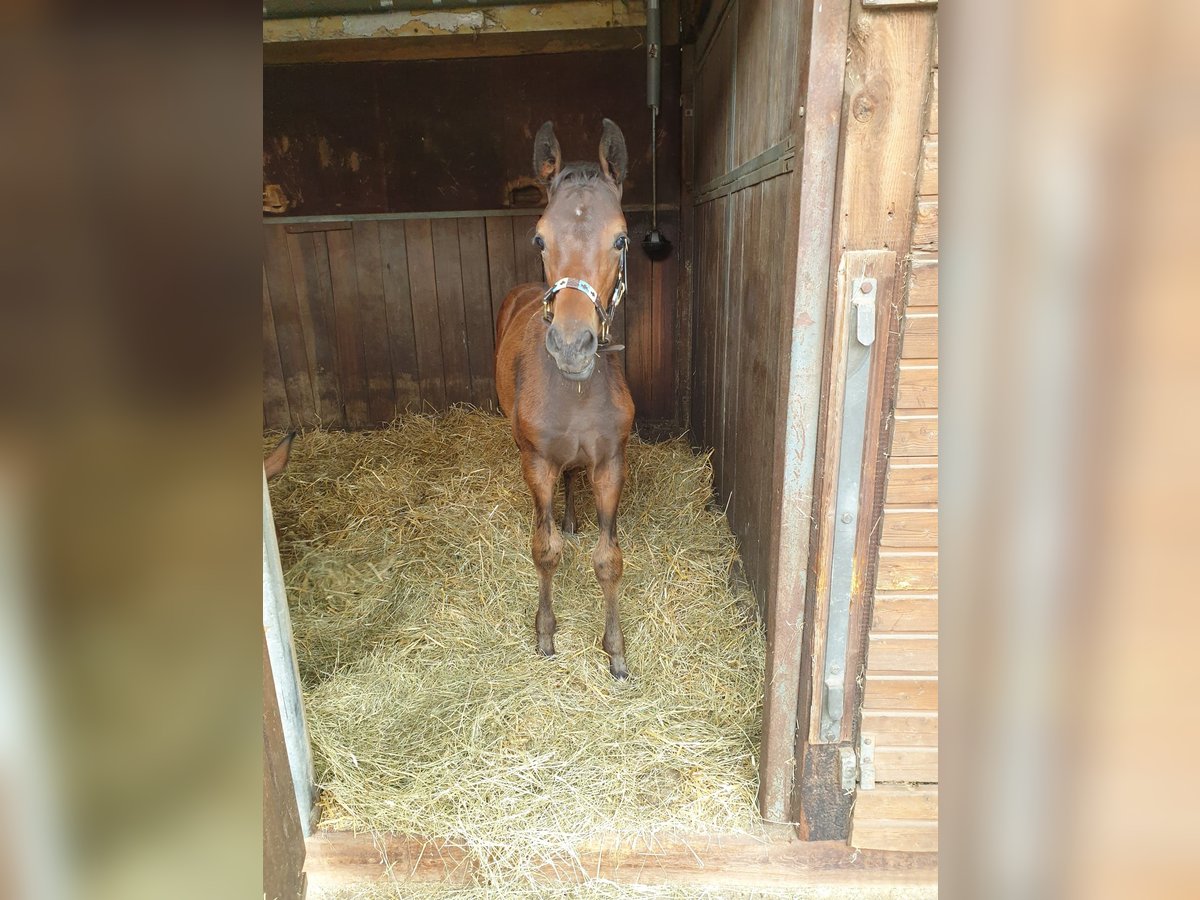 Hannoveraner Stute 6 Jahre 167 cm Brauner in Rellingen