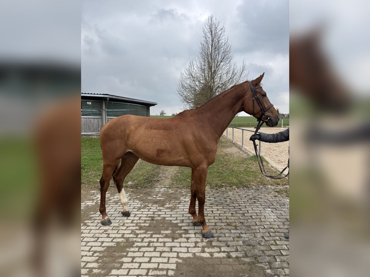 Hannoveraner Stute 6 Jahre 167 cm Fuchs in Epfendorf