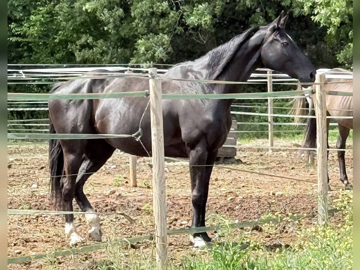 Hannoveraner Stute 6 Jahre 167 cm Rappe in Pedrinya (Ajuntament Crespia)