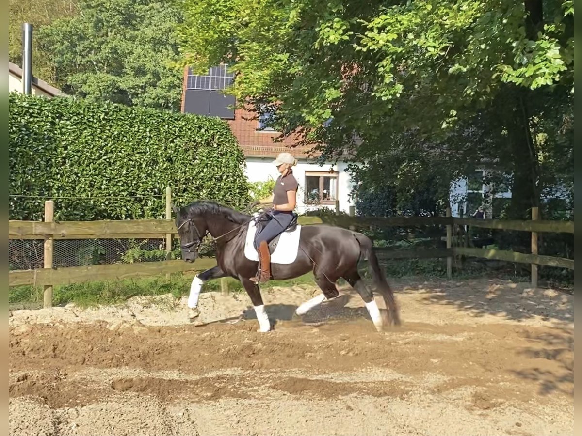 Hannoveraner Stute 6 Jahre 167 cm Rappe in Alfstedt