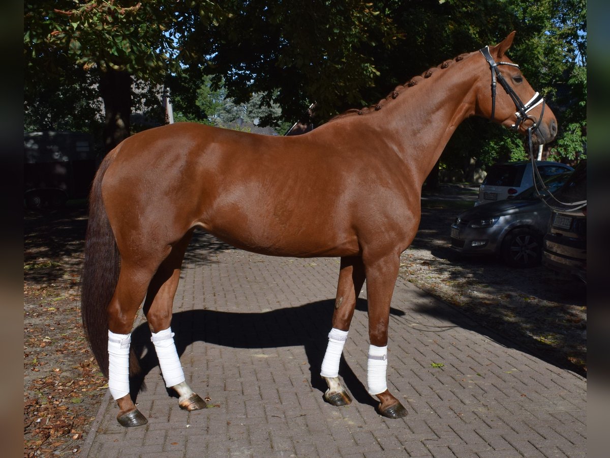 Hannoveraner Stute 6 Jahre 168 cm Fuchs in Fredenbeck
