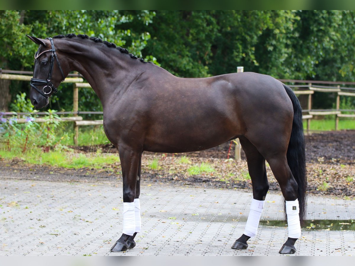 Hannoveraner Stute 6 Jahre 168 cm Rappe in Lienen