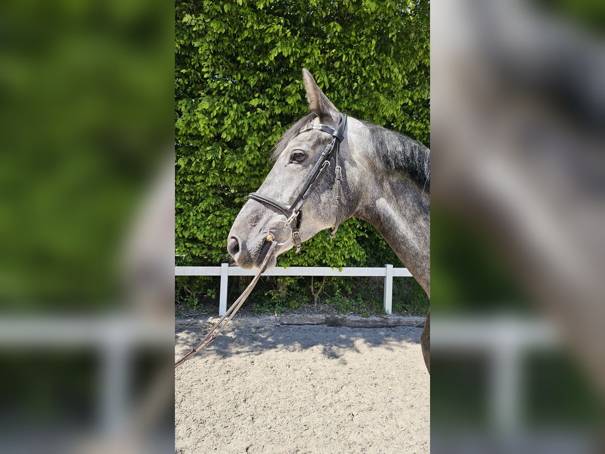 Hannoveraner Stute 6 Jahre 170 cm Apfelschimmel in Schwäbisch Gmünd