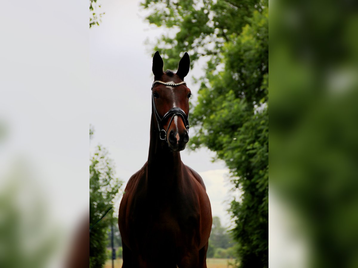 Hannoveraner Stute 6 Jahre 170 cm Dunkelbrauner in Lienen