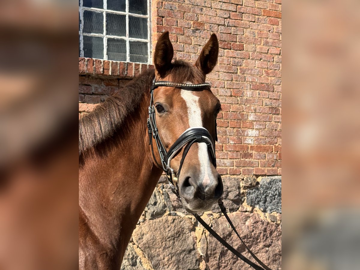 Hannoveraner Stute 6 Jahre 170 cm Dunkelfuchs in Ebstorf