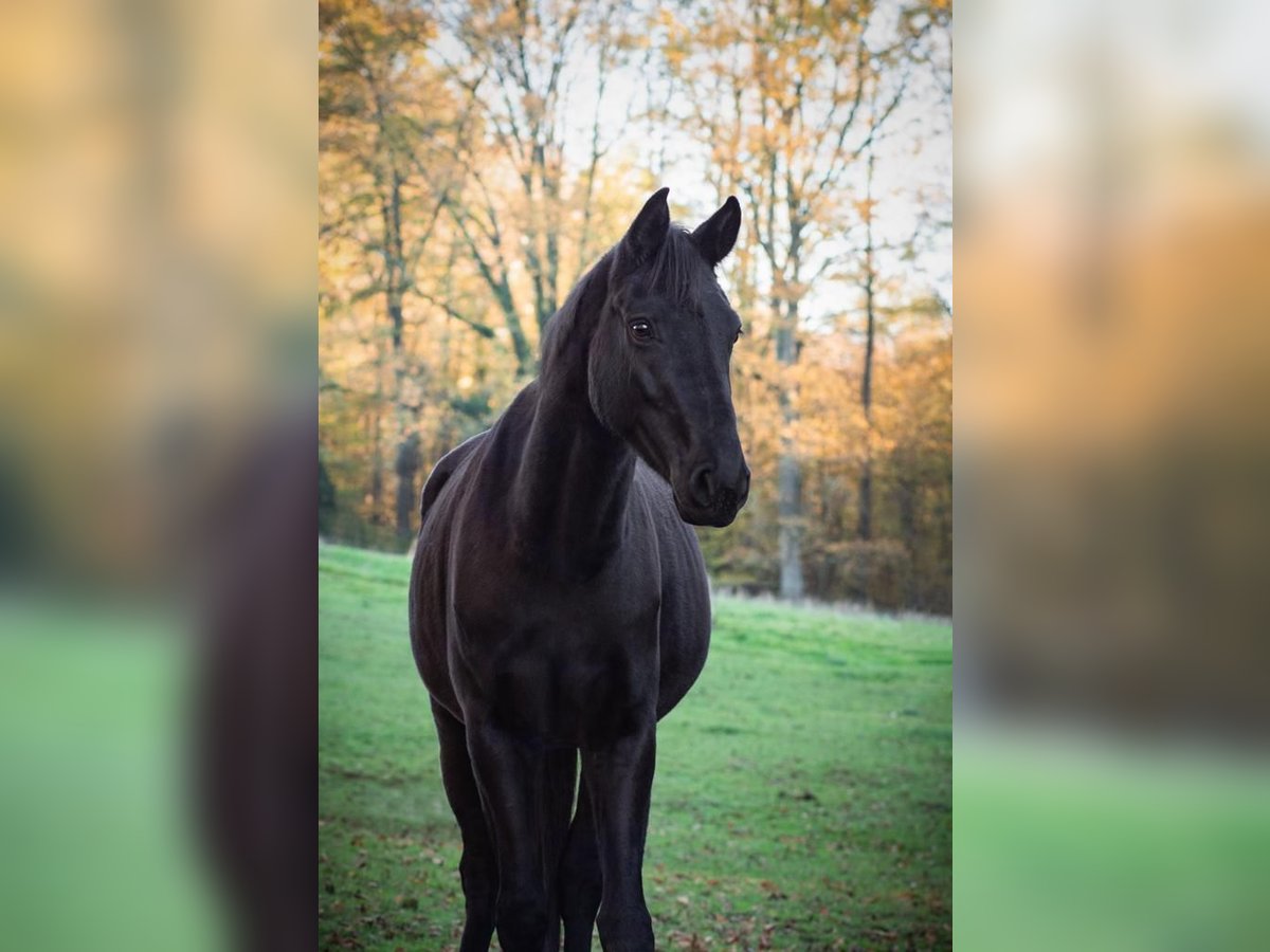 Hannoveraner Stute 6 Jahre 170 cm Rappe in K&#xFC;rten