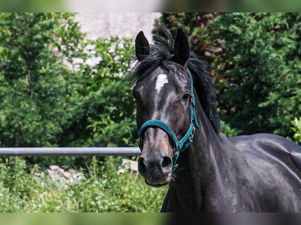 Hannoveraner Stute 6 Jahre 170 cm Schwarzbrauner in N&#xFC;nchritz