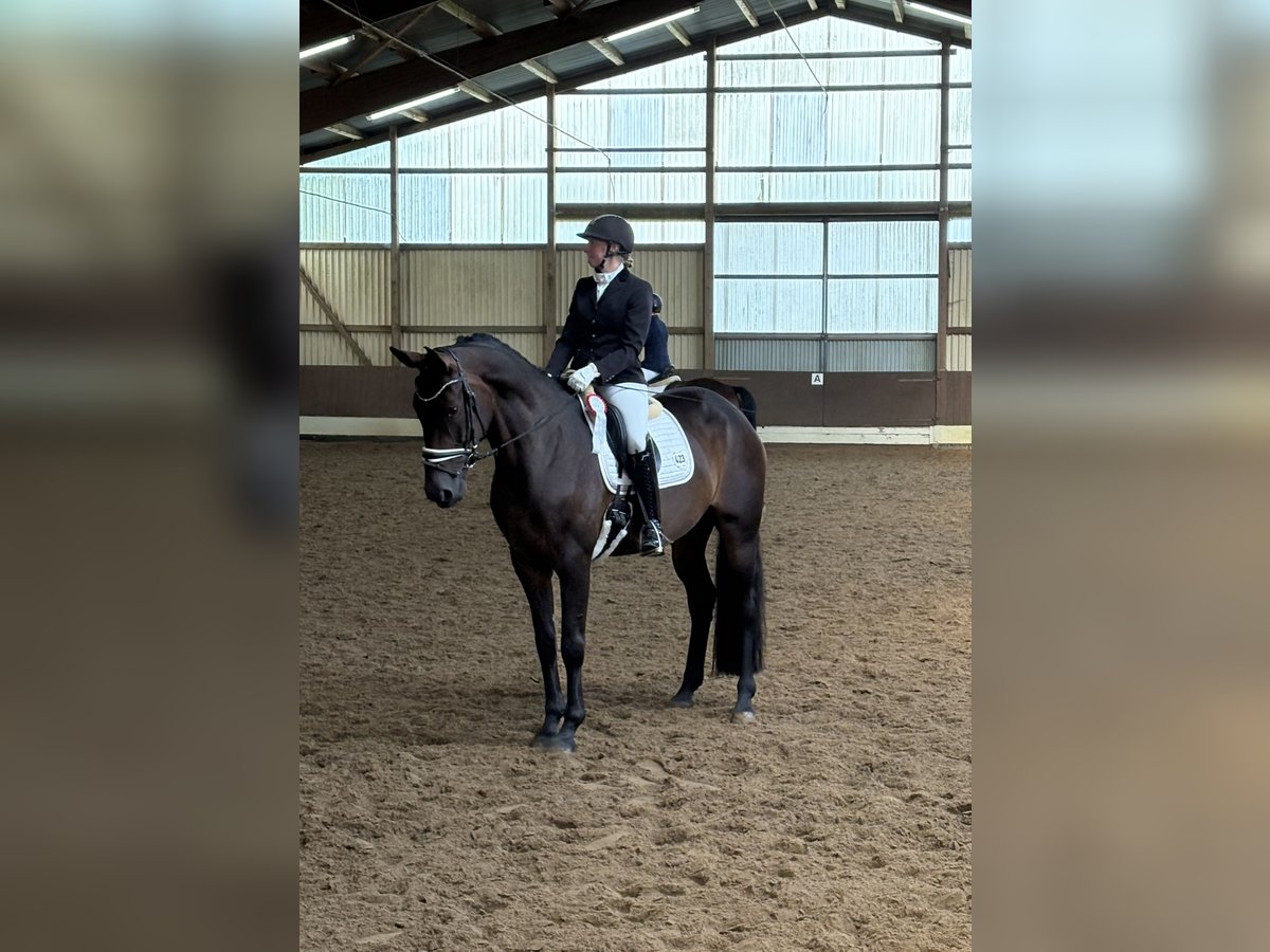 Hannoveraner Stute 6 Jahre 172 cm Brauner in Neuhaus an der Oste