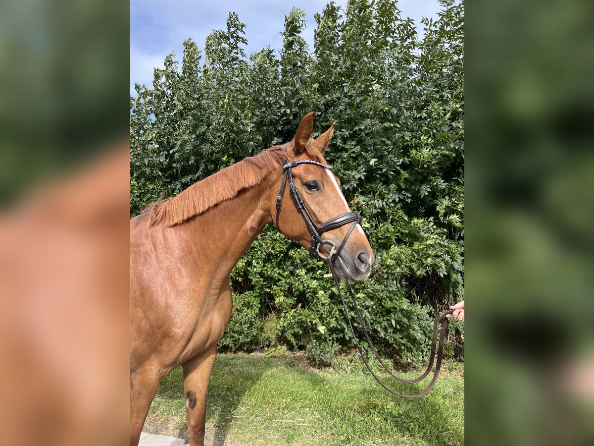 Hannoveraner Stute 6 Jahre 172 cm Fuchs in L&#xFC;beck
