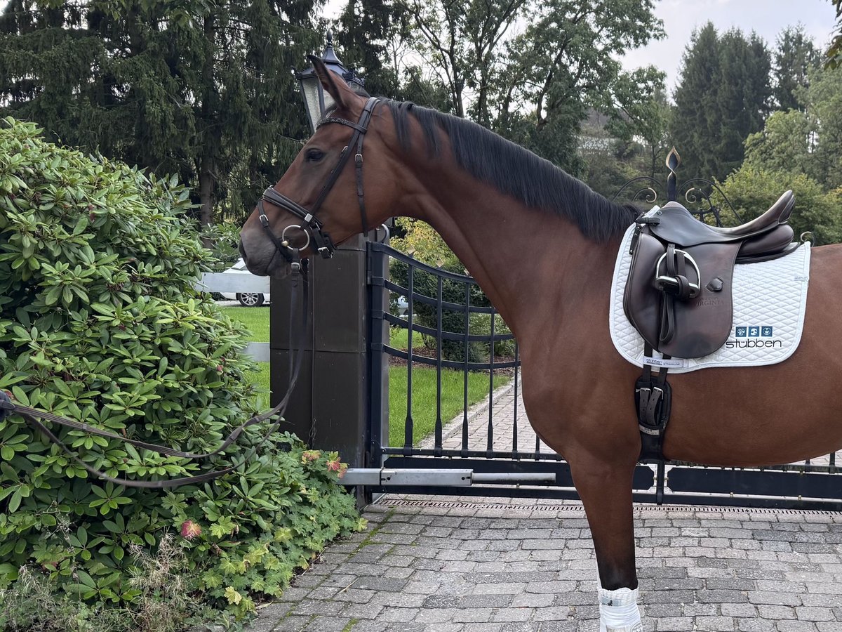 Hannoveraner, Stute in Hagen