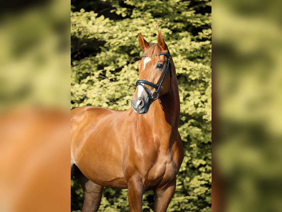 Hannoveraner Stute 6 Jahre 173 cm Fuchs in Elmlohe
