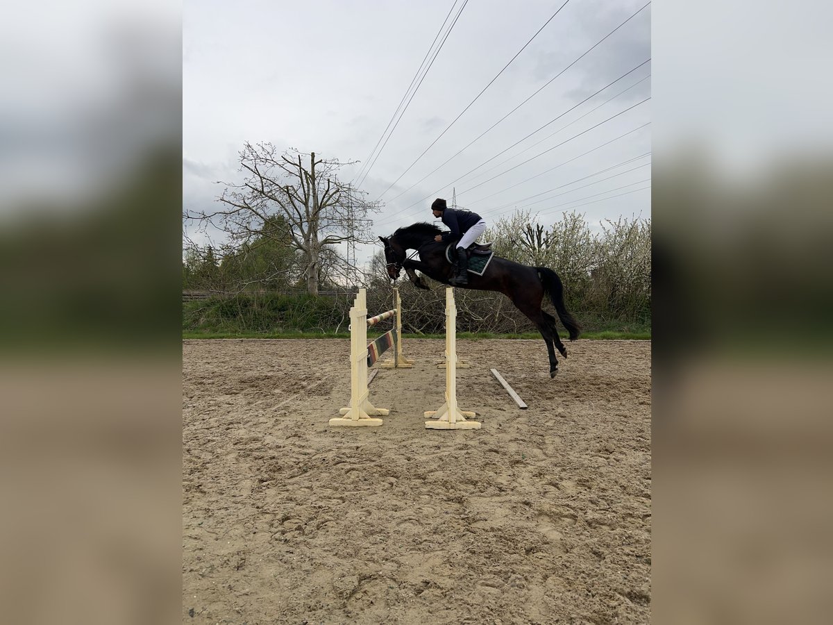 Hannoveraner Stute 6 Jahre 174 cm Brauner in Langwedel