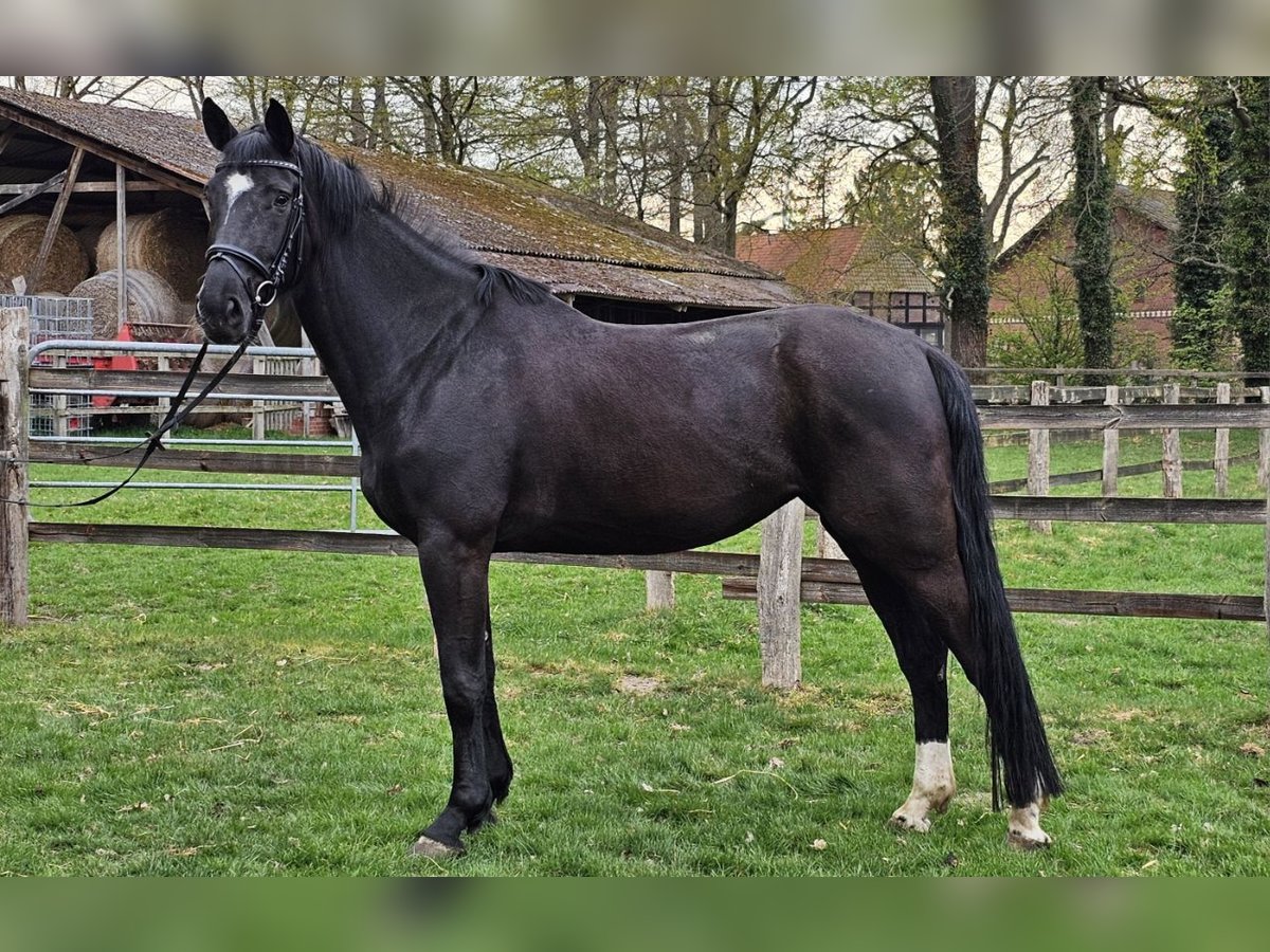 Hannoveraner Stute 6 Jahre 174 cm Rappe in Schwarme