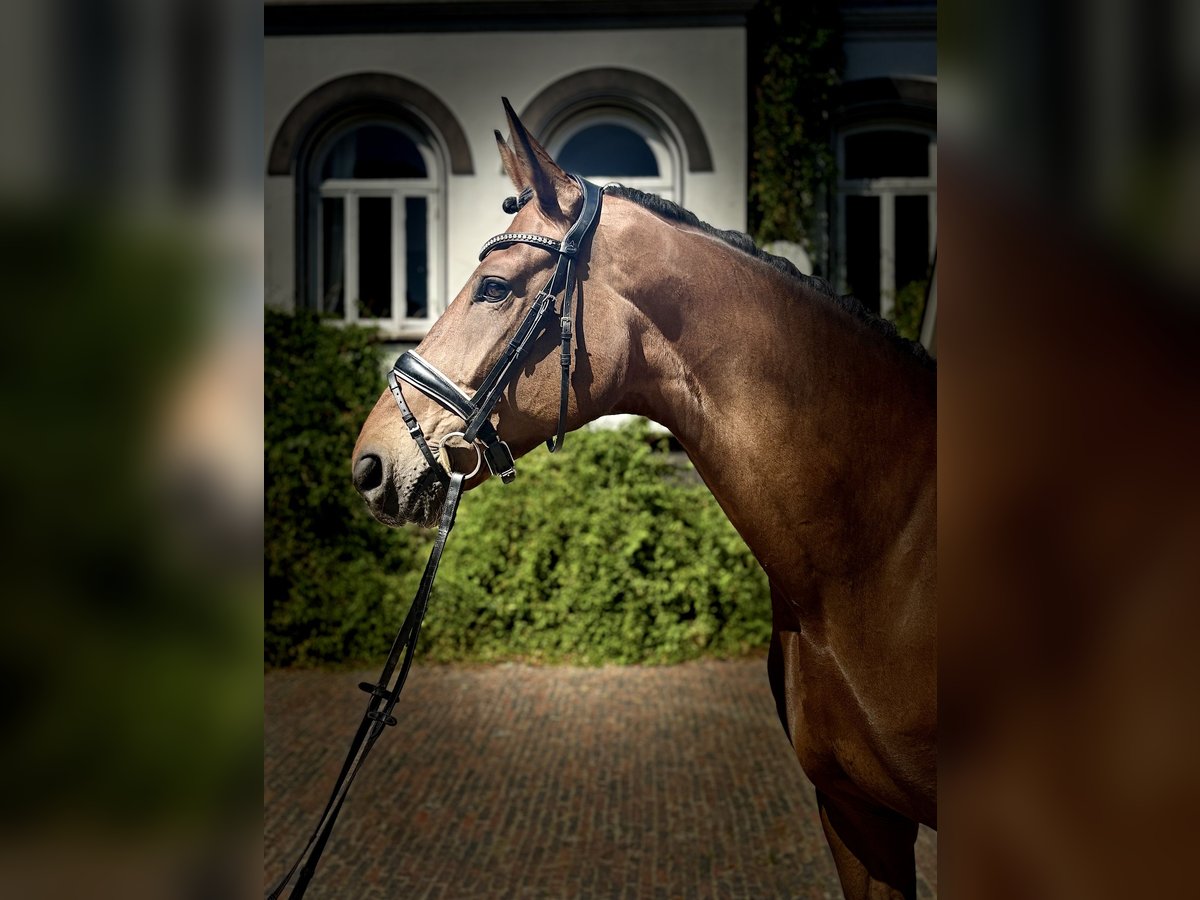 Hannoveraner Stute 6 Jahre 175 cm Brauner in Elsfleth