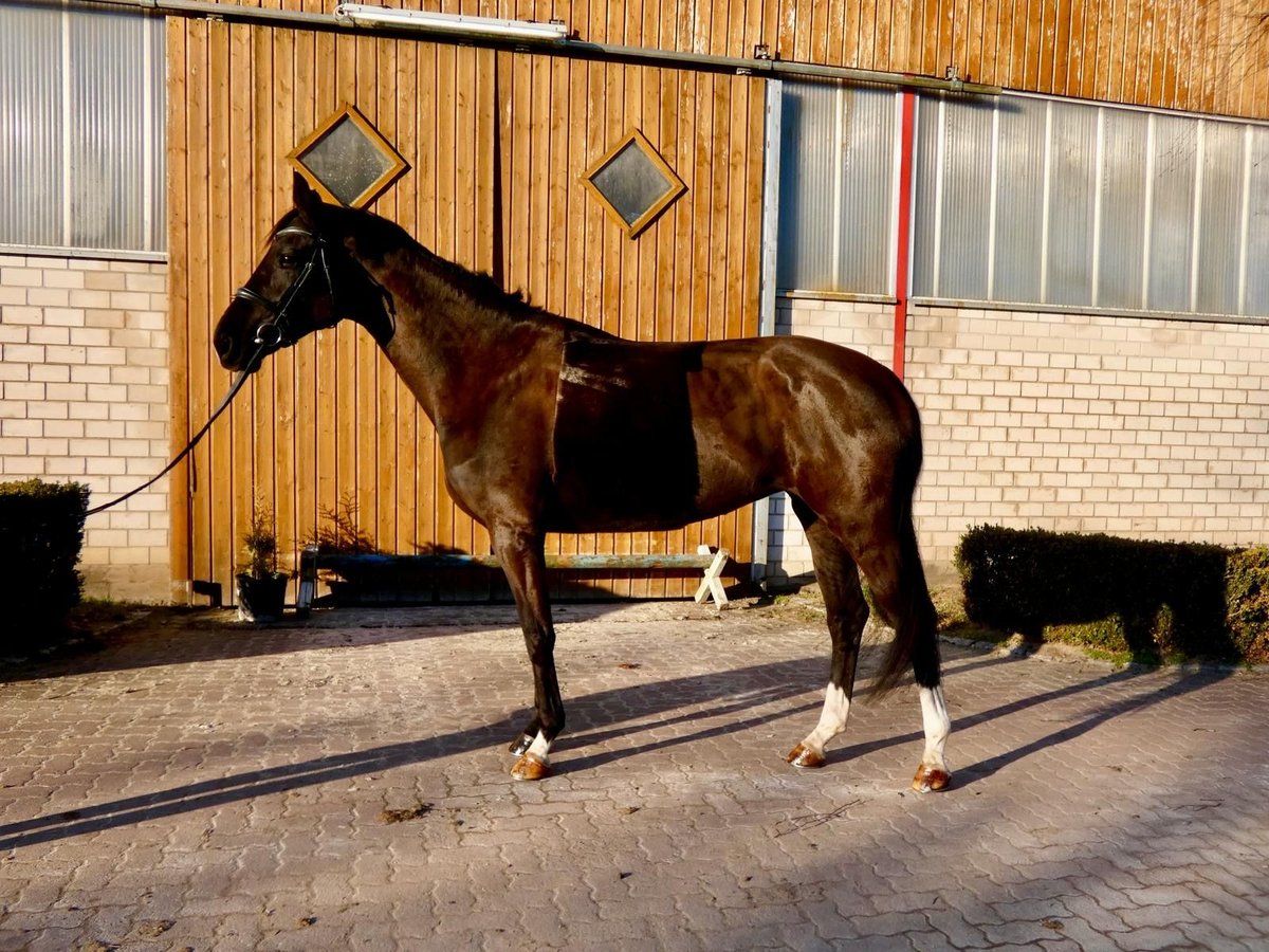 Hannoveraner Stute 6 Jahre 175 cm Dunkelbrauner in Wedemark