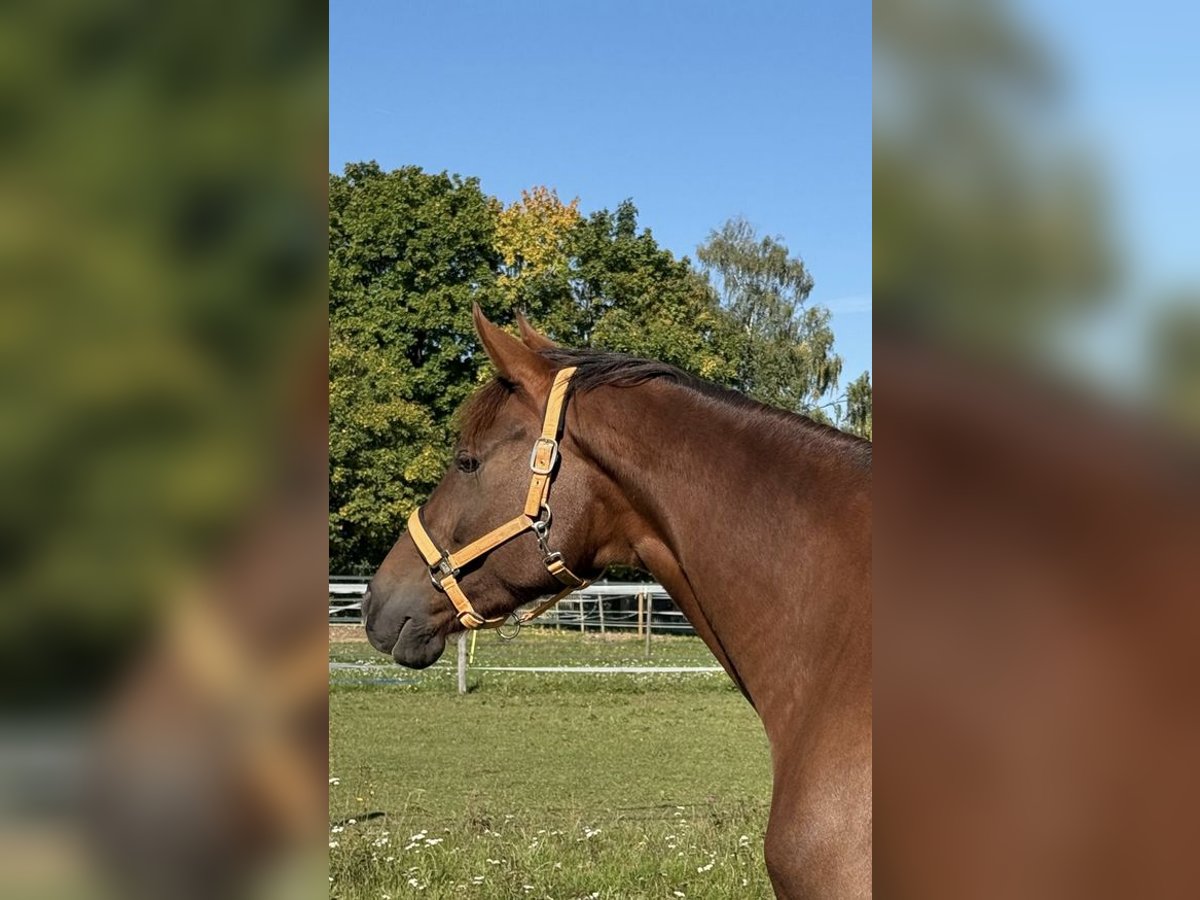 Hannoveraner Stute 6 Jahre 175 cm Dunkelfuchs in Baldham