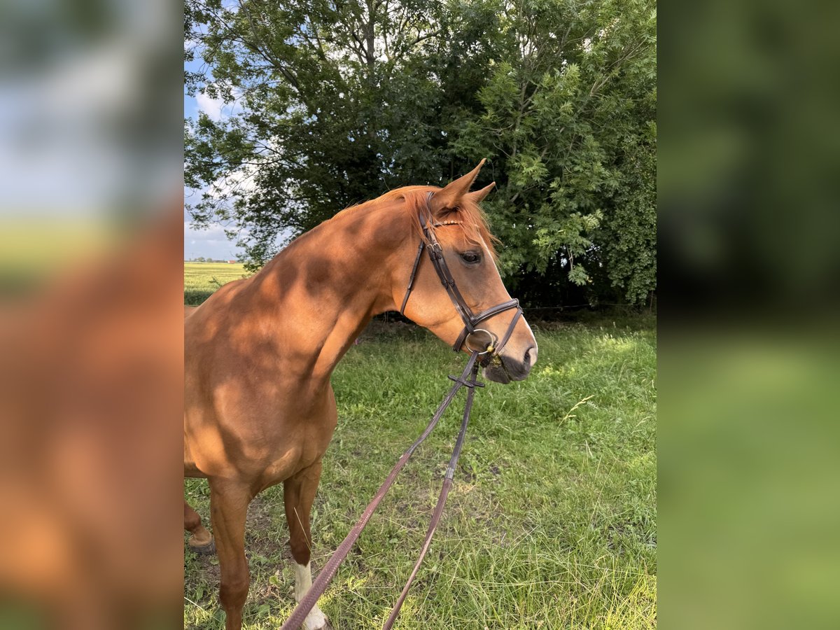 Hannoveraner Stute 6 Jahre 175 cm Fuchs in Geestland