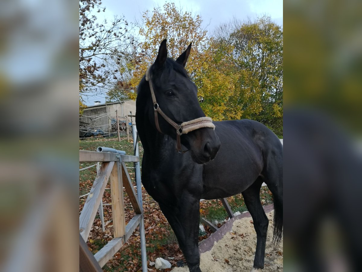 Hannoveraner Stute 6 Jahre 180 cm Schwarzbrauner in Gefell