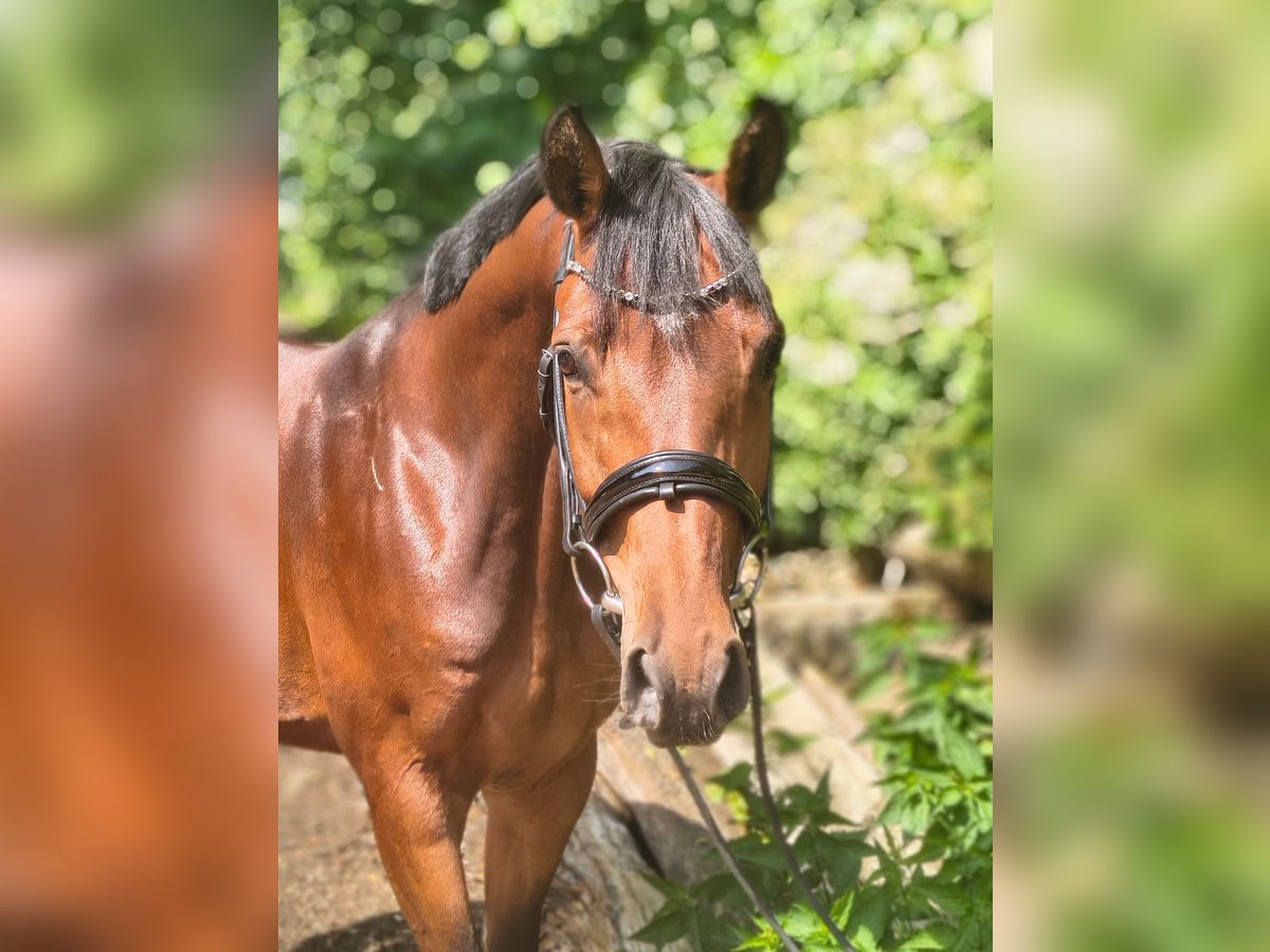 Hannoveraner Stute 7 Jahre 158 cm Brauner in Belum
