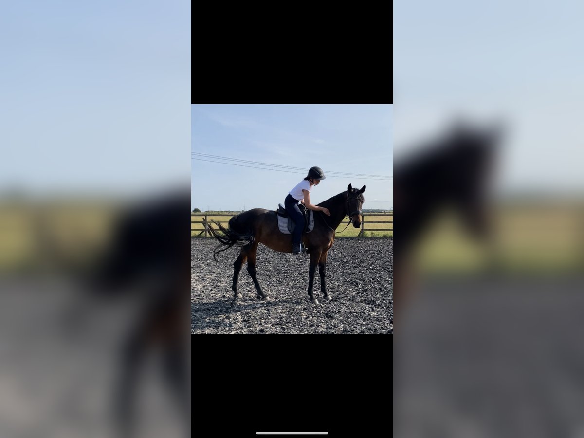 Hannoveraner Stute 7 Jahre 163 cm Dunkelbrauner in Dunblane Scotland