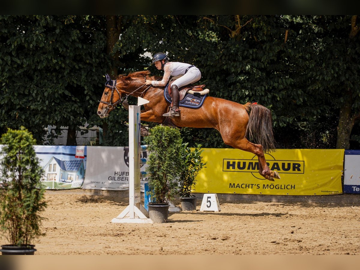 Hannoveraner Stute 7 Jahre 163 cm Fuchs in Grevenbroich Hannoveraner Stute 7 Jahre 163 cm Fuchs in Grevenbroich