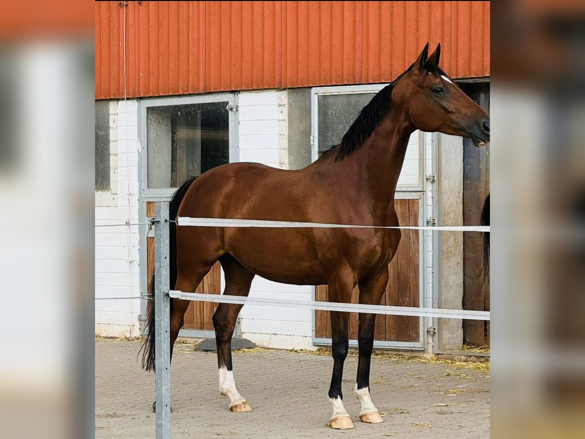Hannoveraner Stute 7 Jahre 164 cm Brauner in Bad Arolsen