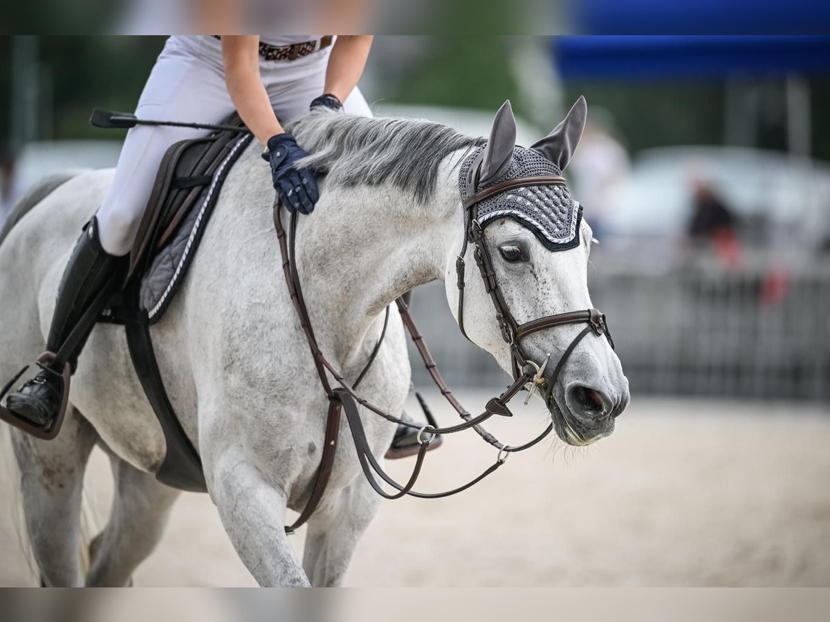 Hannoveraner Stute 7 Jahre 164 cm Schimmel in Uster 1