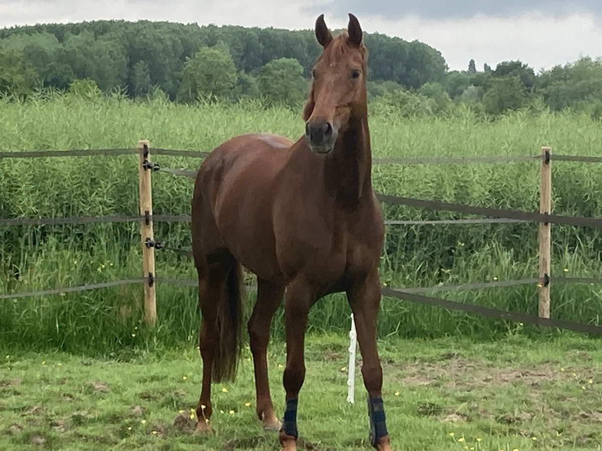 Hannoveraner Stute 7 Jahre 165 cm Dunkelfuchs in La Chaux