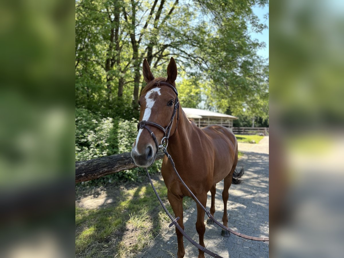 Hannoveraner Stute 7 Jahre 165 cm Fuchs in Langenfeld