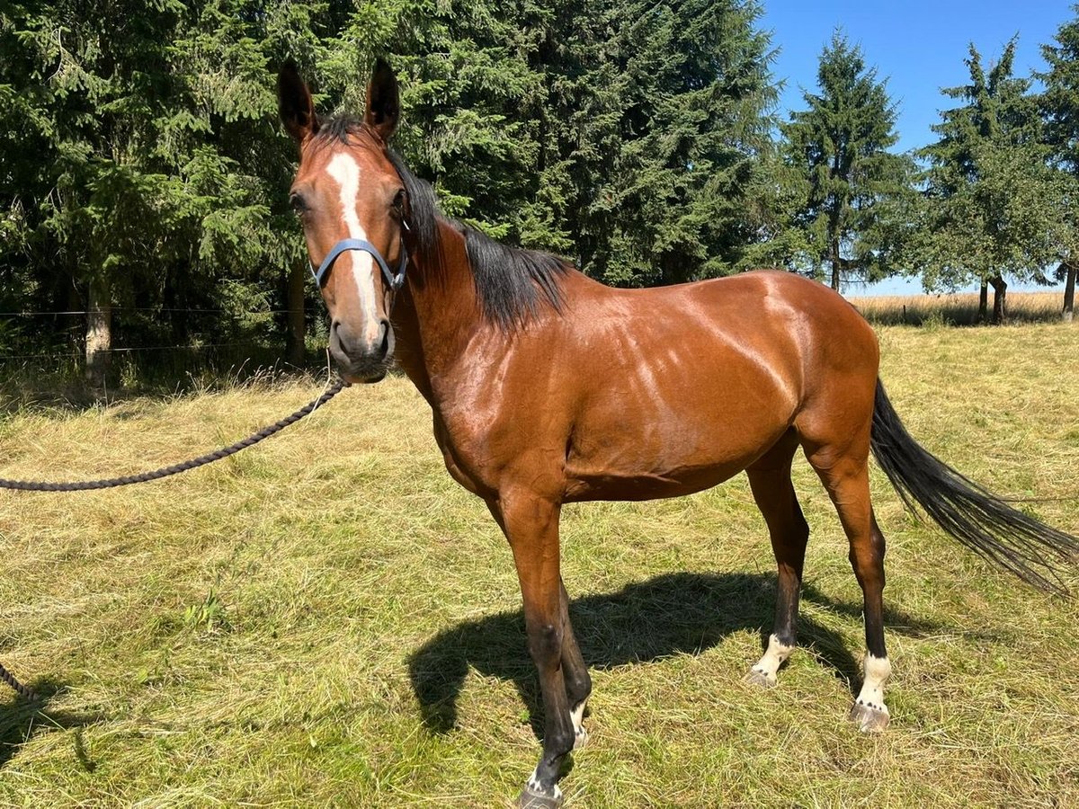 Hannoveraner Stute 7 Jahre 167 cm Brauner in Stadtroda