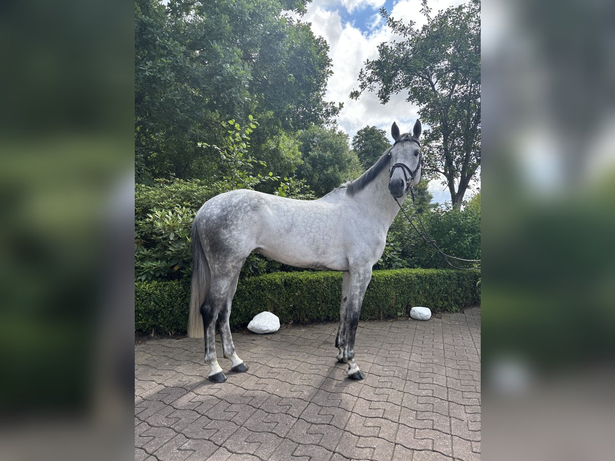 Hannoveraner Stute 7 Jahre 167 cm Schimmel in Bremen