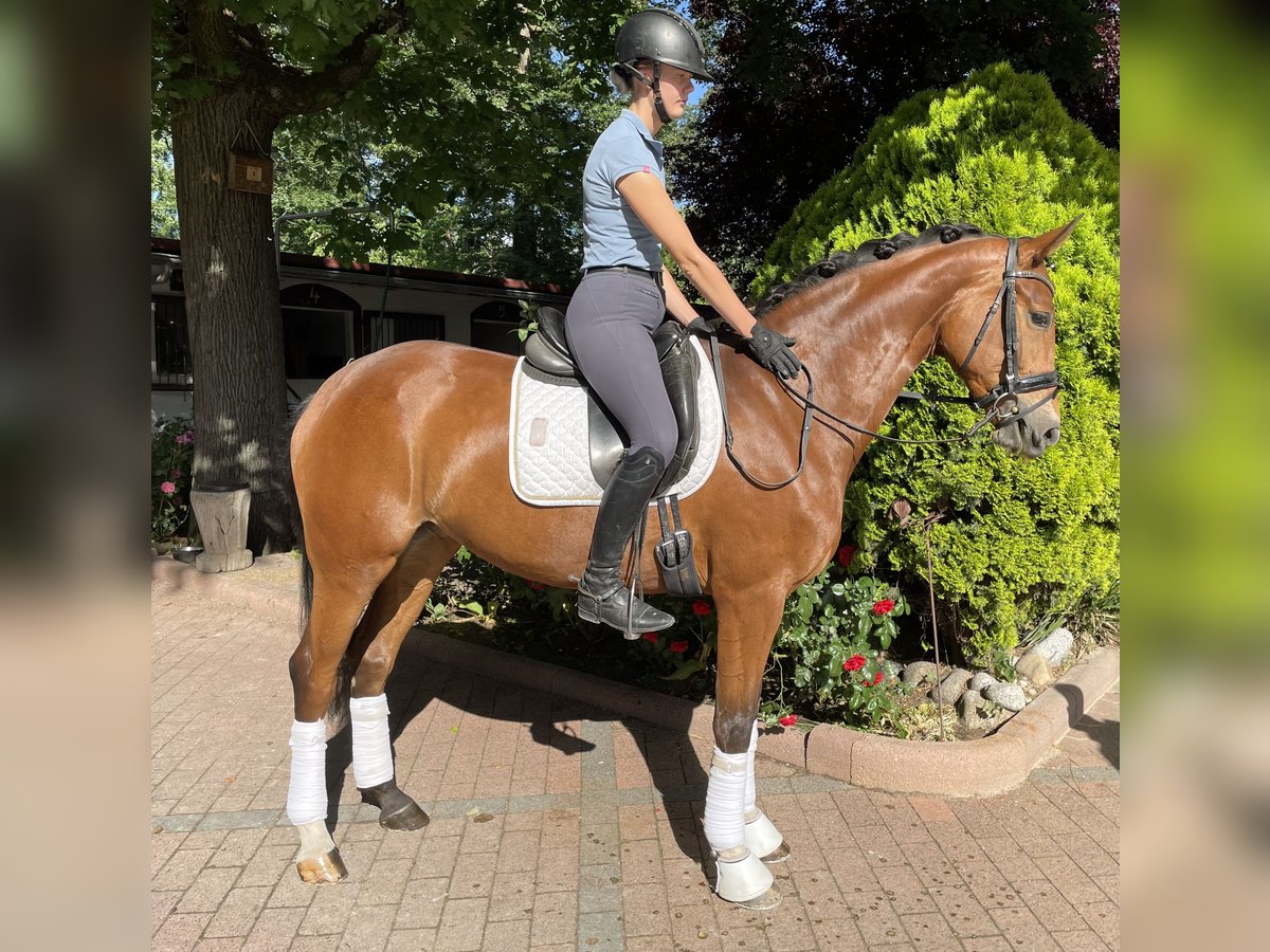 Hannoveraner Stute 7 Jahre 168 cm Brauner in Frankfurt am Main