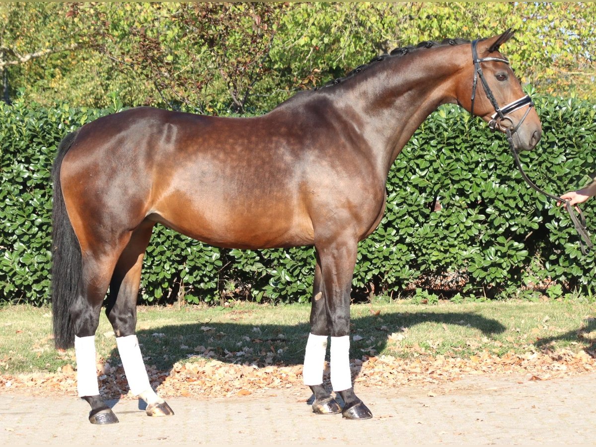 Hannoveraner Stute 7 Jahre 168 cm Brauner in Selsingen