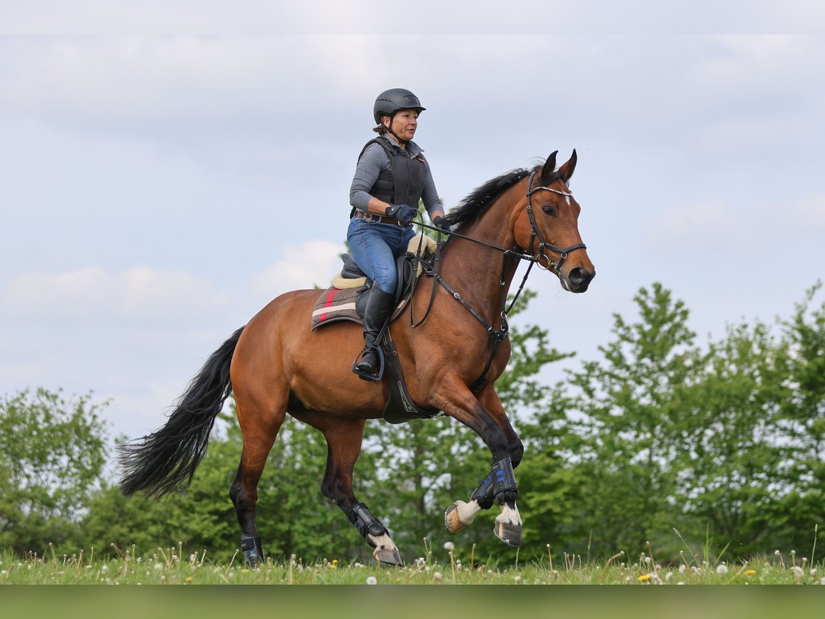 Hannoveraner Stute 7 Jahre 168 cm Dunkelbrauner in Nübbel