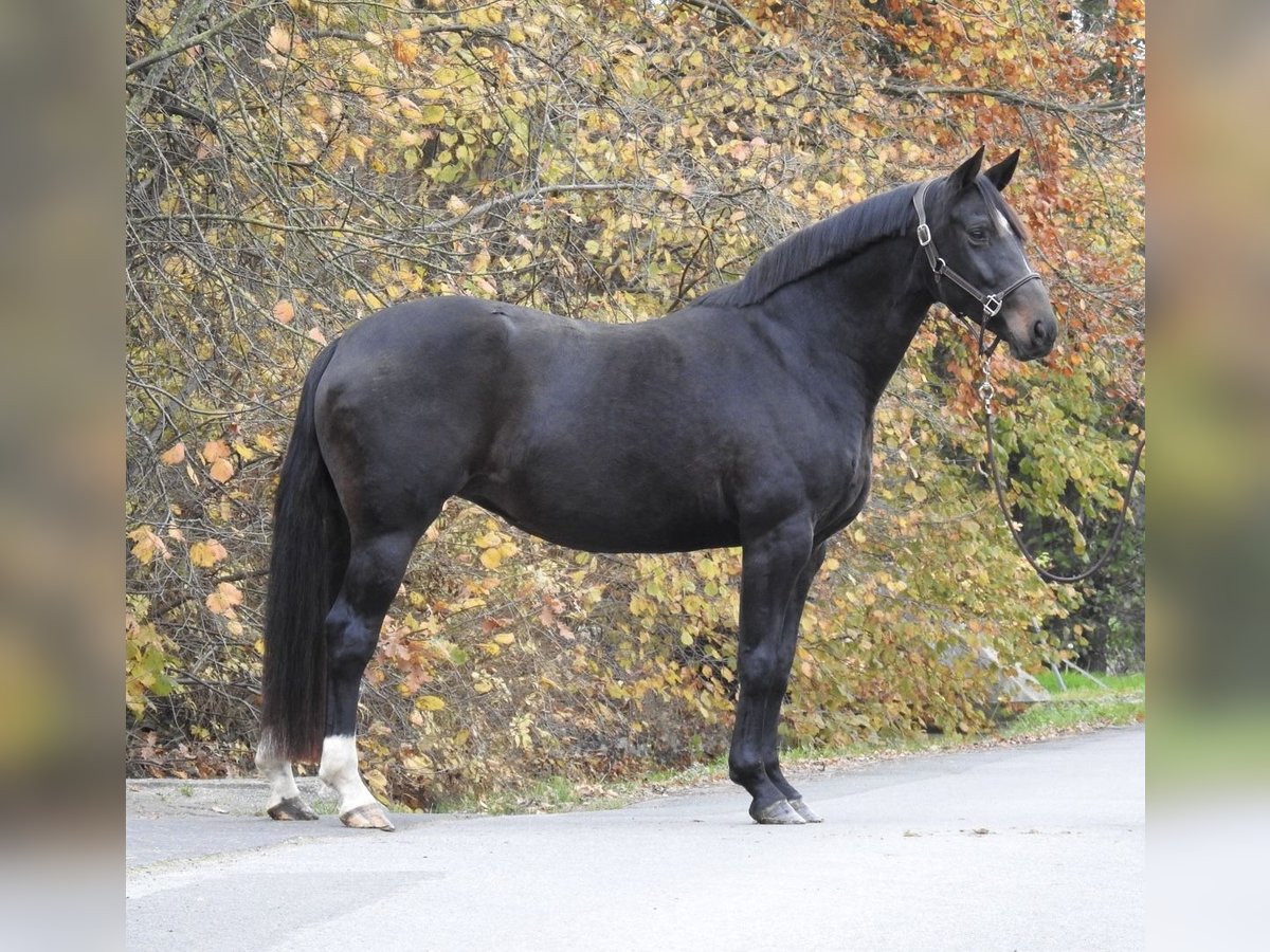 Hannoveraner Stute 7 Jahre 168 cm Dunkelbrauner in Verl