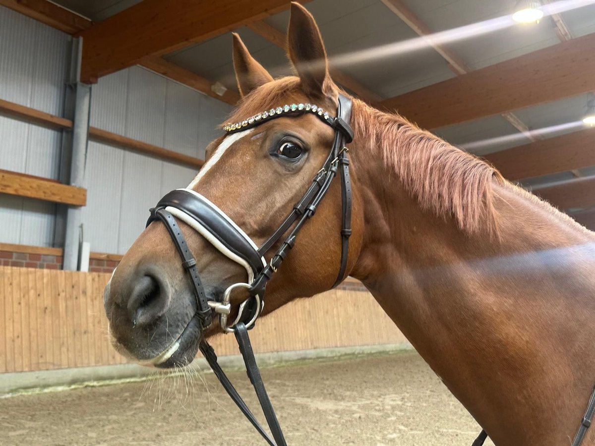 Hannoveraner Stute 7 Jahre 168 cm Fuchs in Osterholz-Scharmbeck