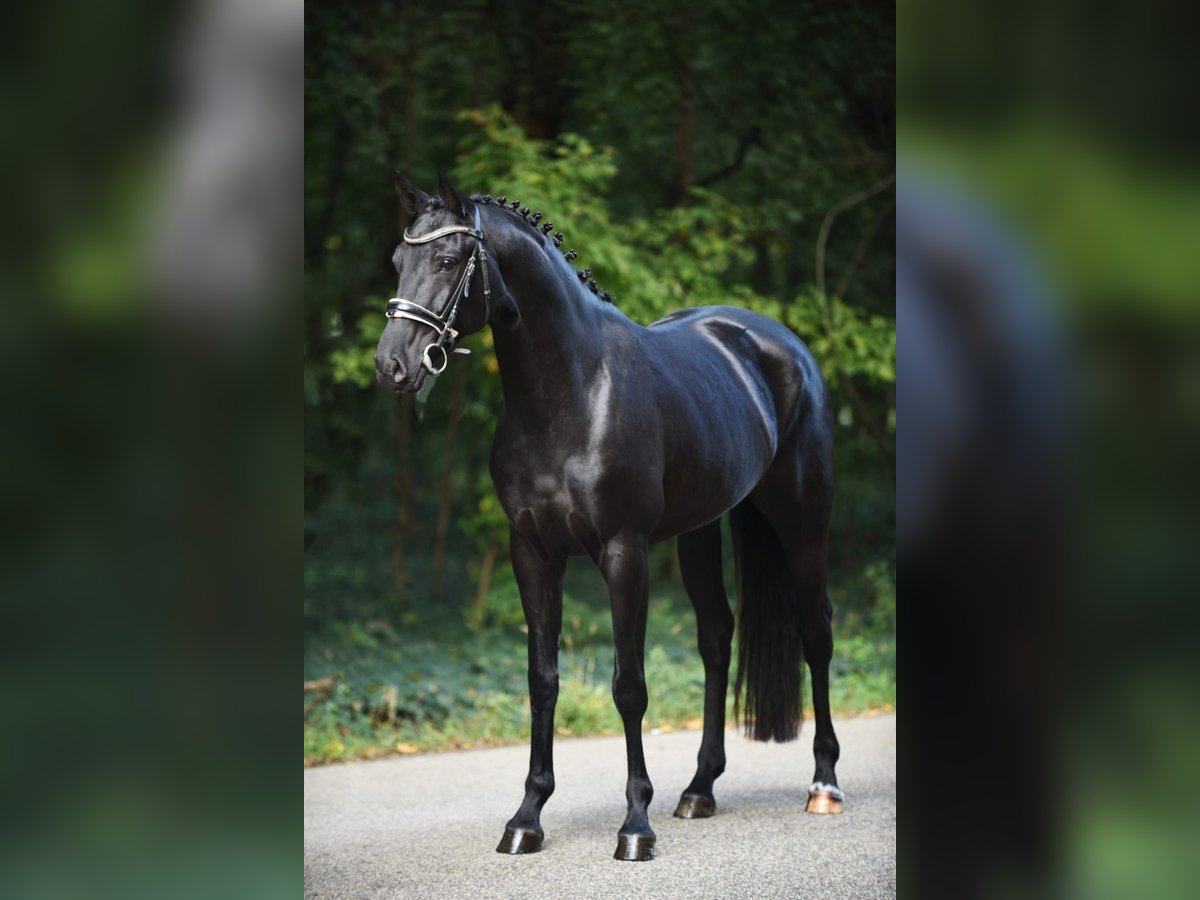 Hannoveraner Stute 7 Jahre 168 cm Rappe in Békésszentandrás