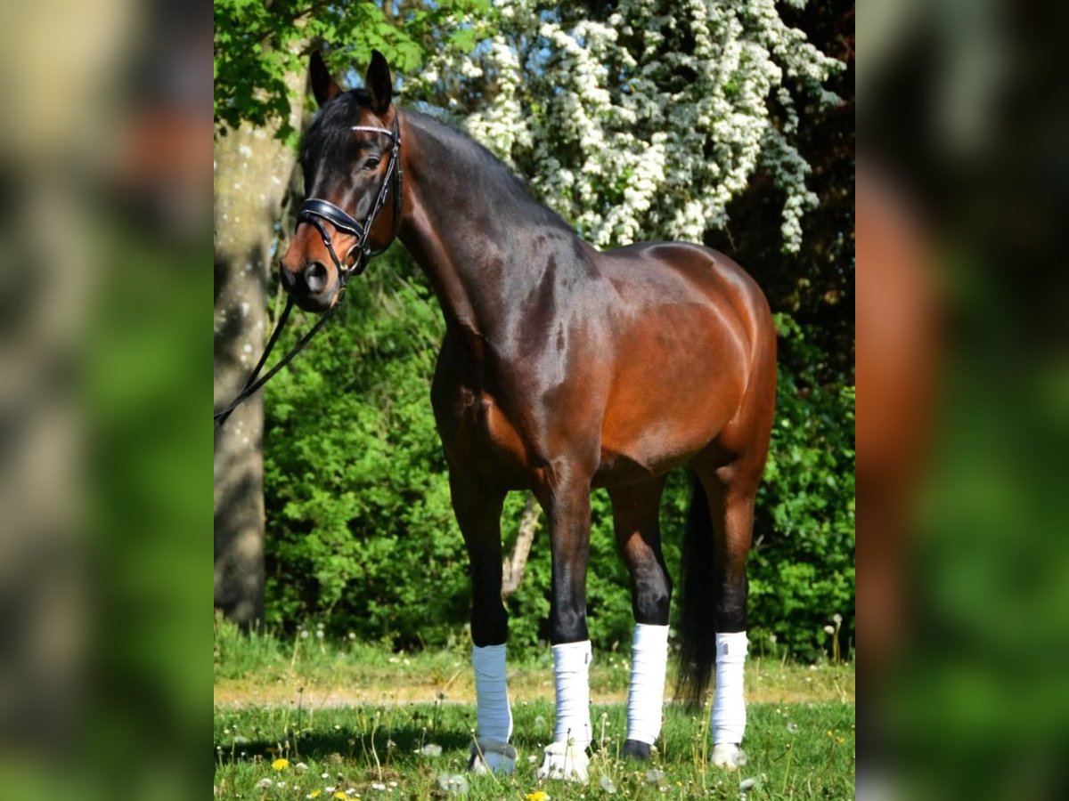 Hannoveraner Stute 7 Jahre 169 cm Brauner in Osten