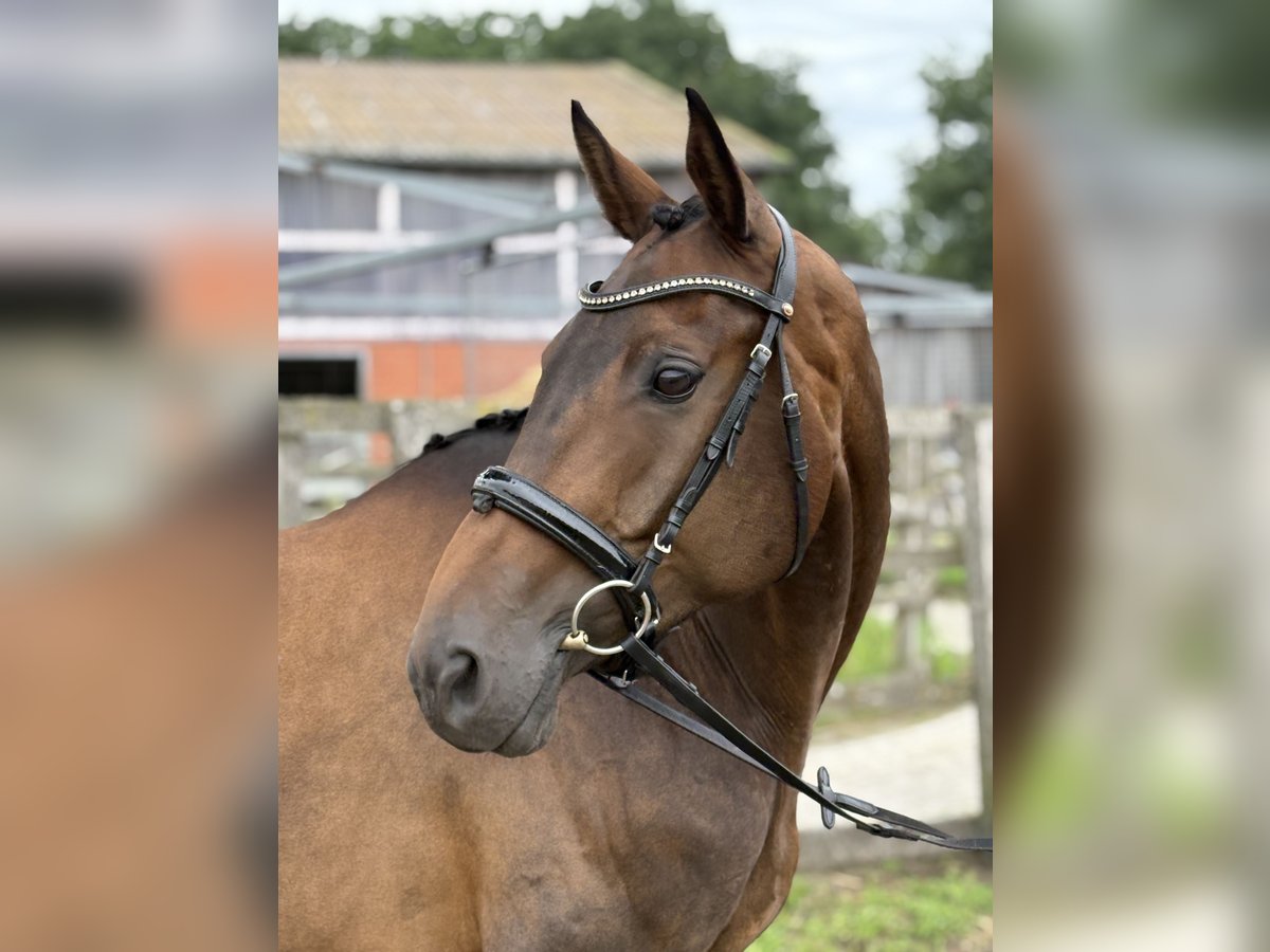 Hannoveraner Stute 7 Jahre 169 cm Brauner in Radbruch