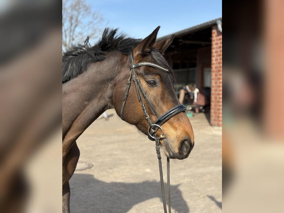 Hannoveraner Stute 7 Jahre 169 cm Brauner in Radbruch