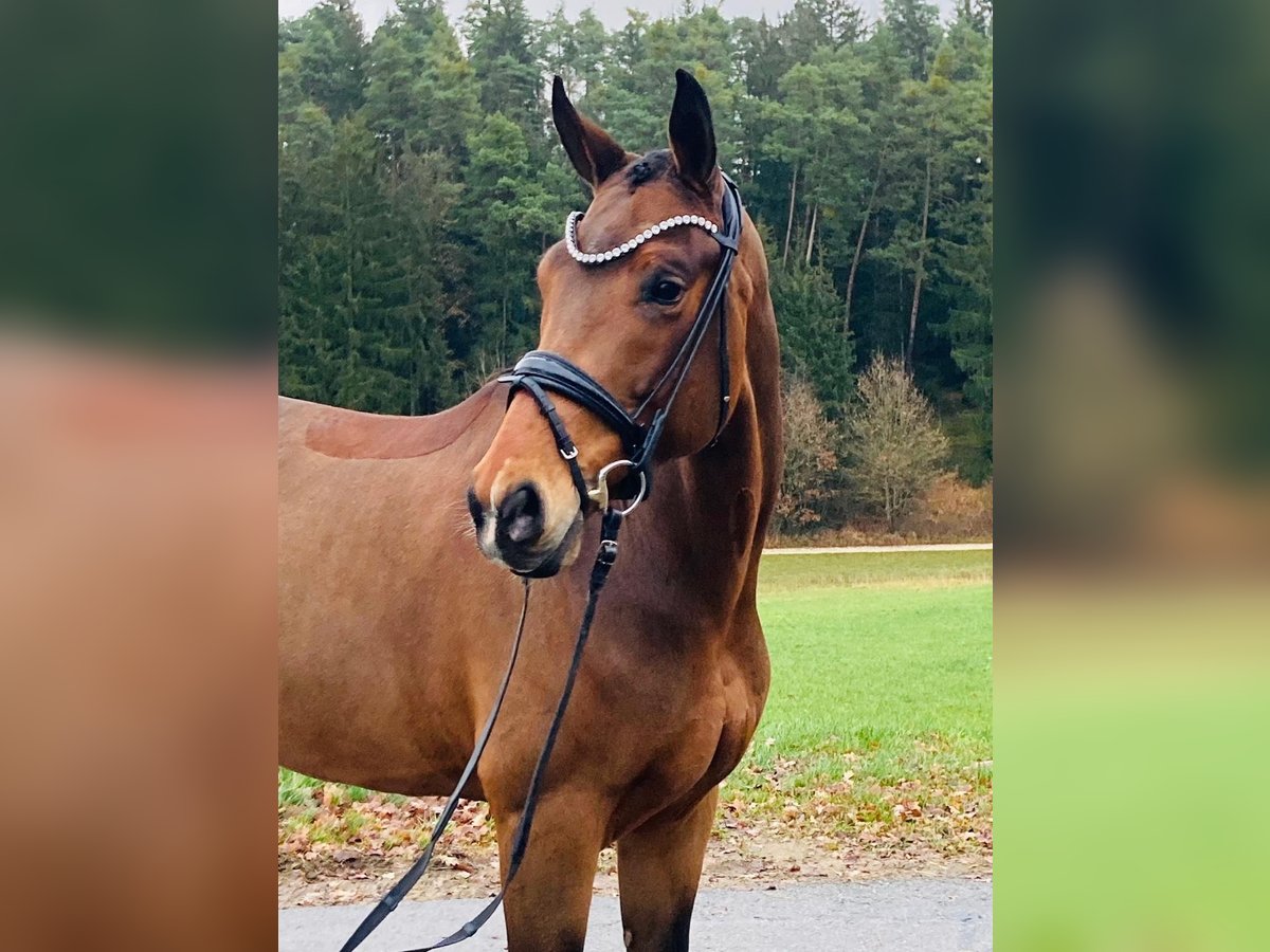 Hannoveraner Stute 7 Jahre 170 cm Brauner in Ostrach