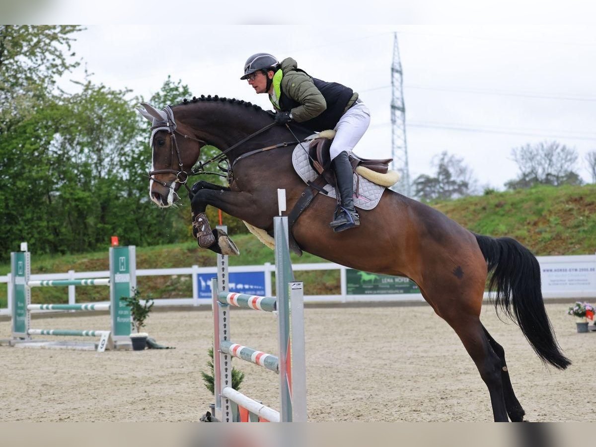 Hannoveraner Stute 7 Jahre 170 cm Brauner in Illertissen