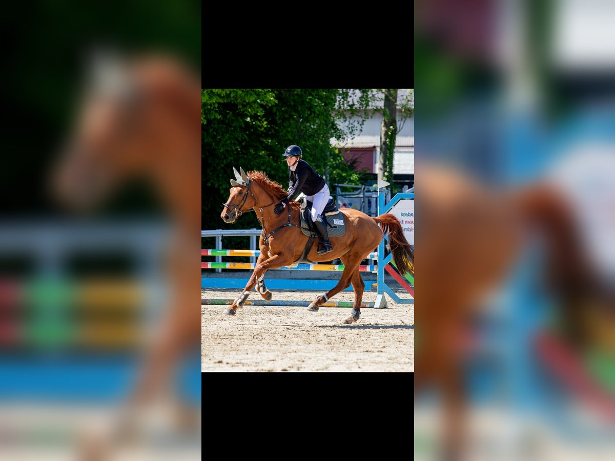 Hannoveraner Stute 7 Jahre 170 cm Fuchs in Wiesbaden