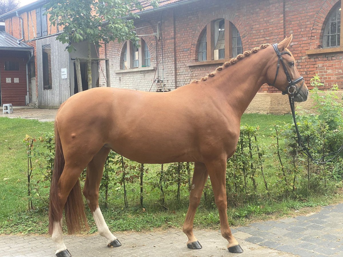 Hannoveraner Stute 7 Jahre 170 cm Fuchs in Bad Boll